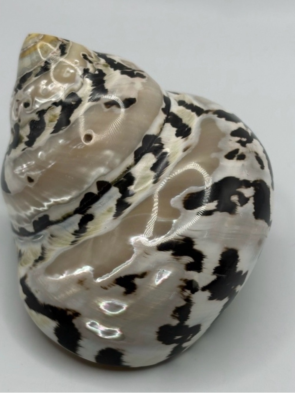 Mother of Pearl Shell Black cream, White Accents Nautical Beach Coastal Decor 3”